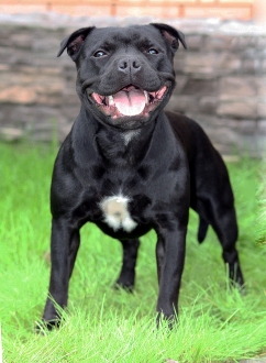 стаффордширский бультерьер